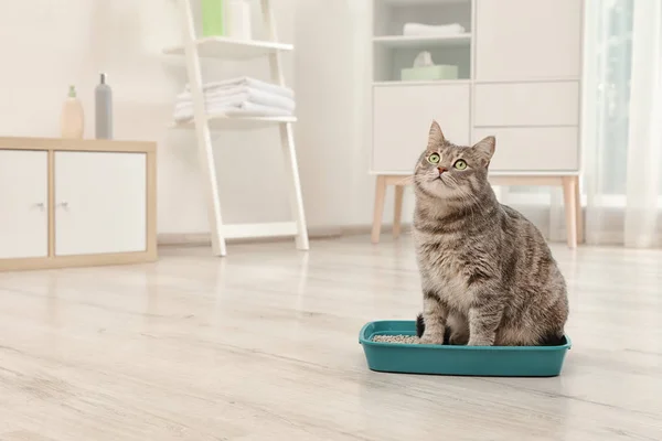 Adorable Grey Cat Litter Box Indoors Pet Care — Stock Photo, Image