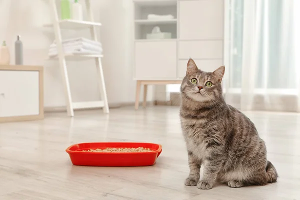 Entzückende Graue Katze Der Nähe Von Katzenklo Drinnen Haustierpflege — Stockfoto