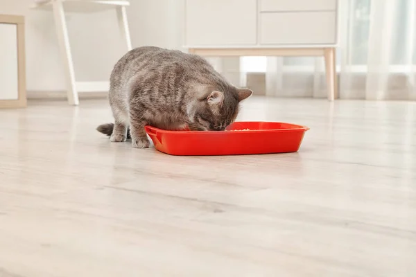 Entzückende Graue Katze Der Nähe Von Katzenklo Drinnen Haustierpflege — Stockfoto