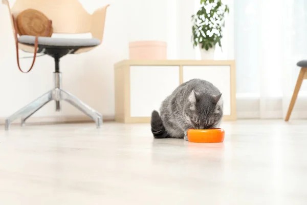 Entzückende Katze Der Nähe Von Futterschüsseln Haus Haustierpflege — Stockfoto