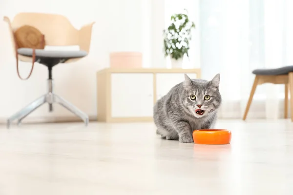 Очаровательная Кошка Возле Миски Едой Помещении Уход Животными — стоковое фото