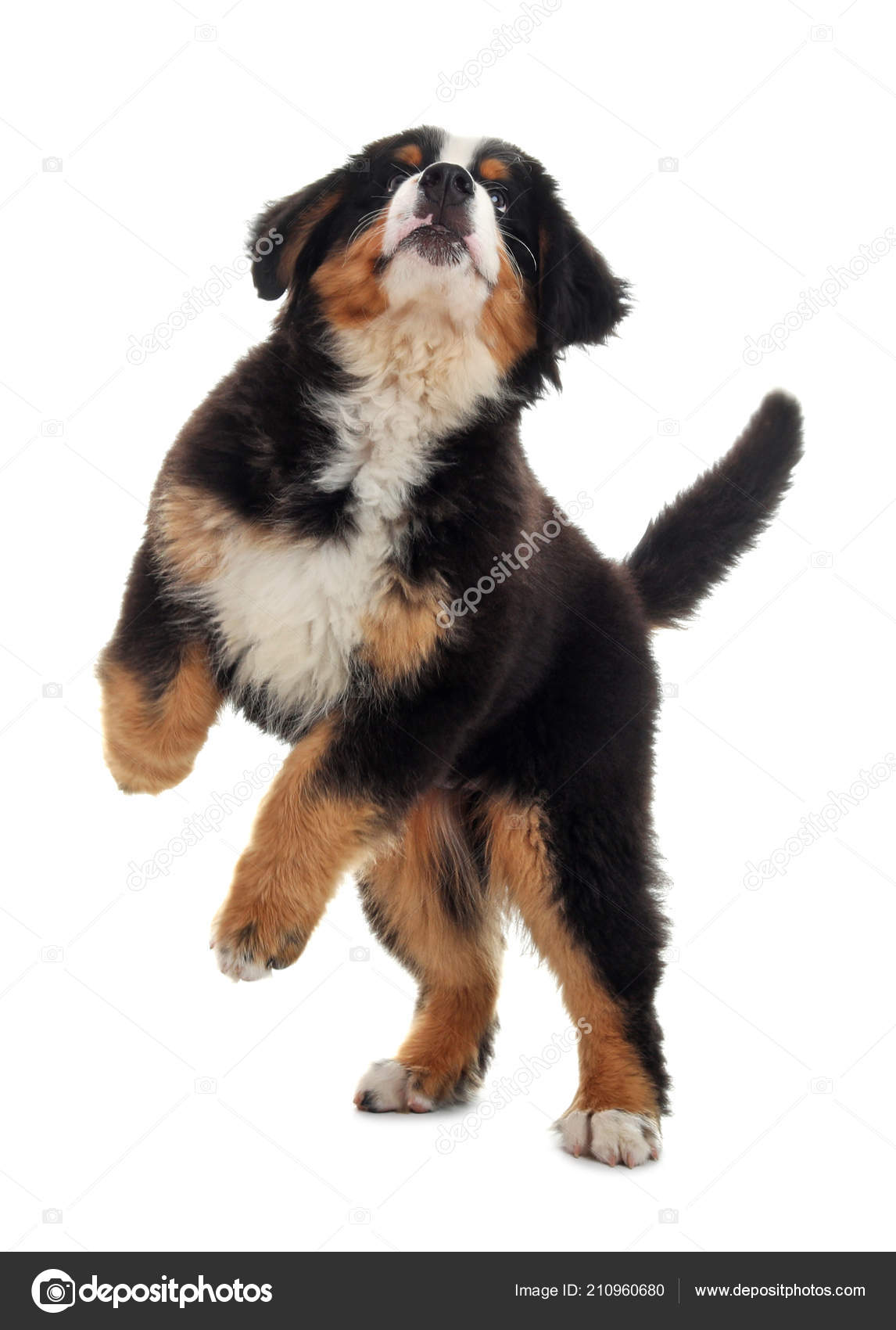 white bernese mountain dog