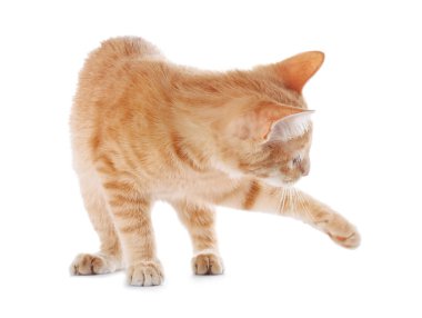 Beyaz arka plan üzerinde Adorable sarı tekir kedi