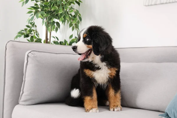 Adorable Bernese Mountain Dog Pup Sofa Binnenshuis — Stockfoto