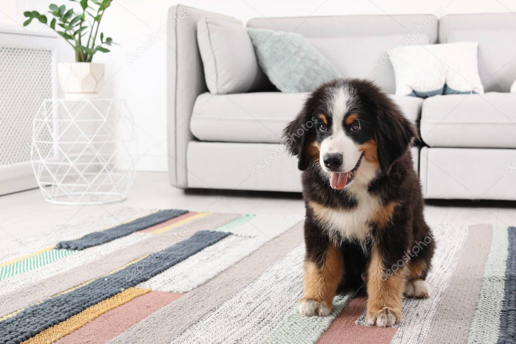 Adorable Bernese Mountain Dog puppy on carpet indoors