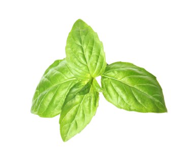 Beyaz arkaplanda taze yeşil fesleğen yaprakları