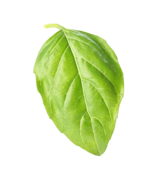 Verse Groene Basilicum Leaf Witte Achtergrond — Stockfoto