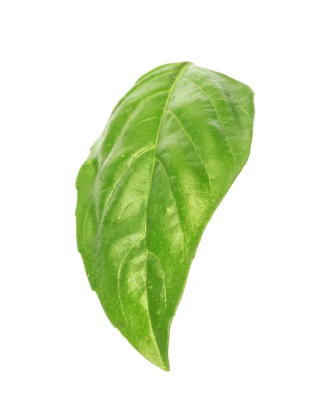 Fresh Green Basil Leaf White Background — Stock Photo, Image