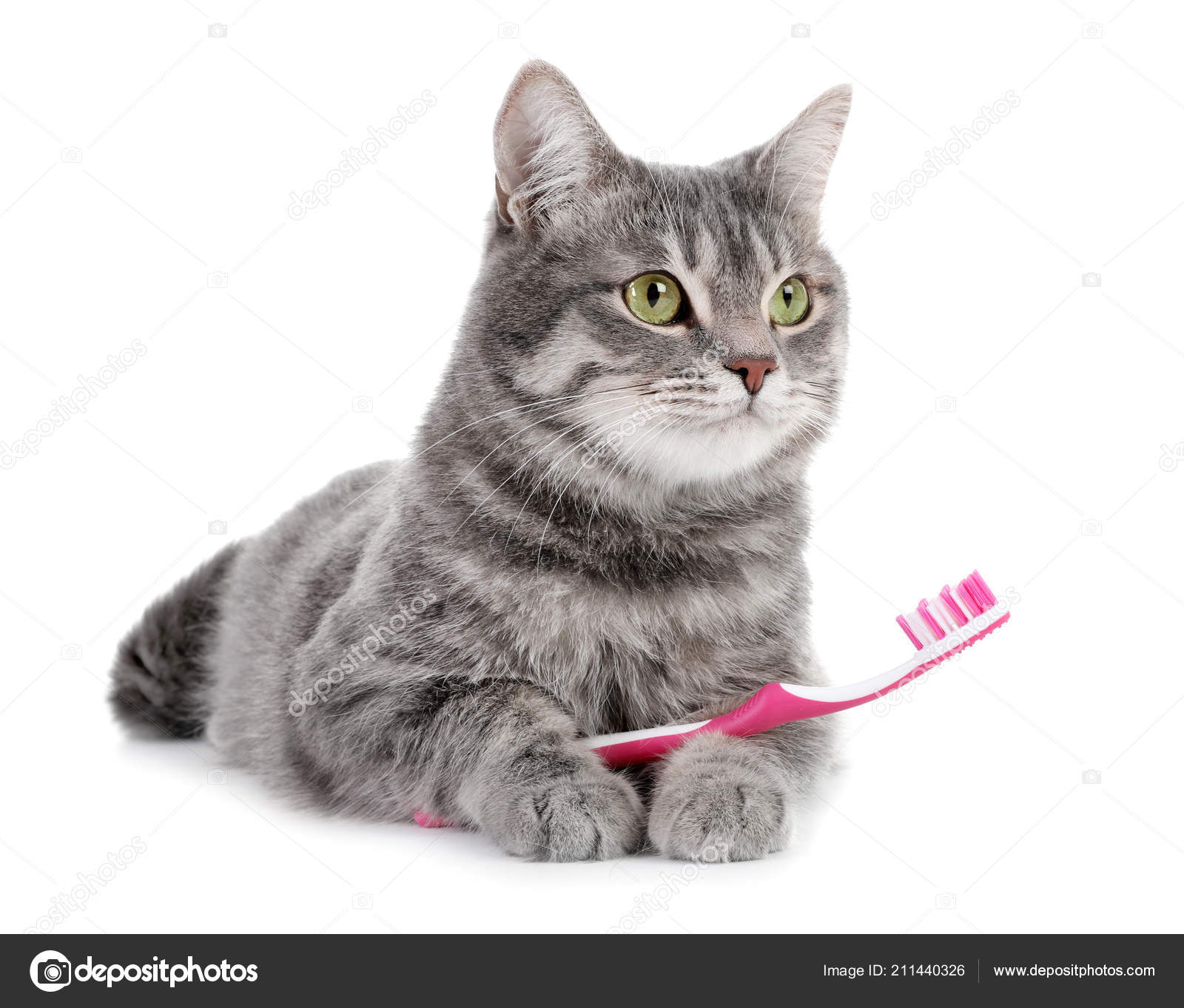 cat and toothbrush