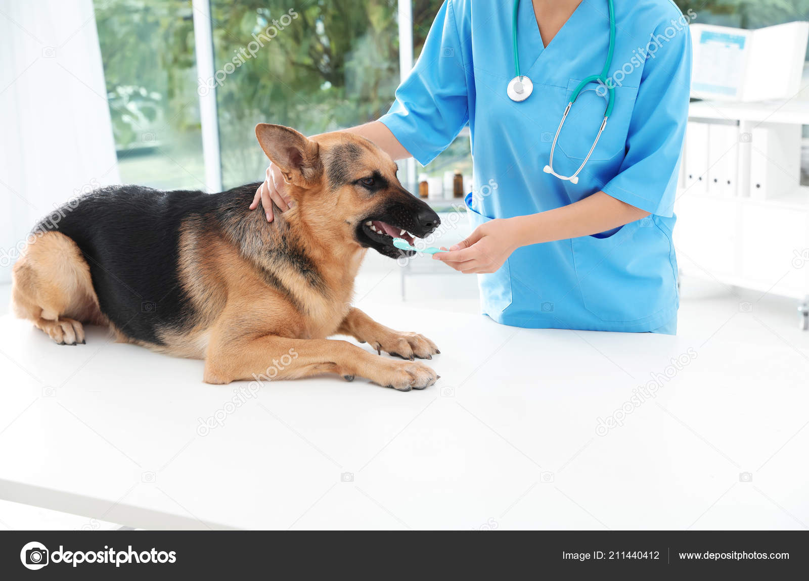 german shepherd doctor