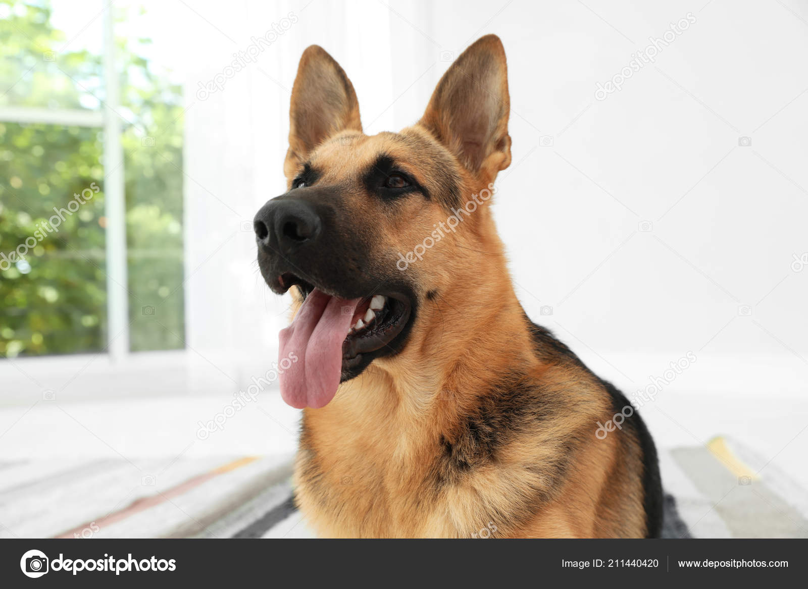 Mignon Berger Allemand Maison Charmant Animal Compagnie