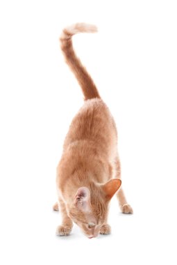 Beyaz arka plan üzerinde Adorable sarı tekir kedi