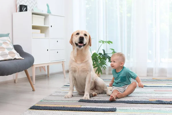 Adorable Sarı Labrador Geri Almak Küçük Çocuk Evde — Stok fotoğraf