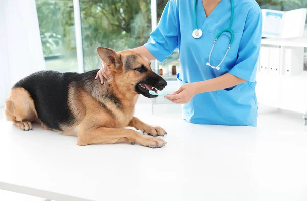 Temizlik Köpeğin Dişleri Diş Fırçası Kapalı Olan Doktor Evde Beslenen — Stok fotoğraf
