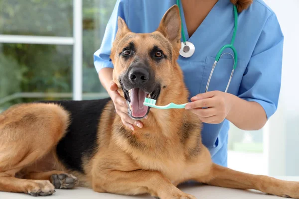 Doctor Limpiando Dientes Perro Con Cepillo Dientes Interior Cuidado Mascotas — Foto de Stock