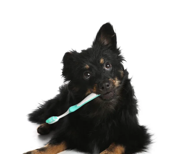 Schattige Langharige Hond Met Tandenborstel Witte Achtergrond Dierenverzorging — Stockfoto