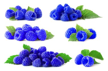 Beyaz zemin üzerine mavi Ahududu (Rubus leucodermis) ile ayarla