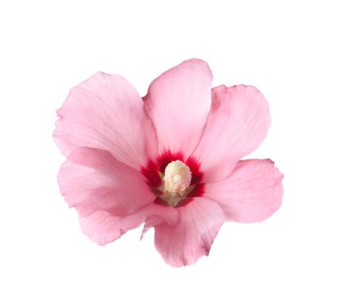 Beyaz arka plan üzerinde güzel tropikal Hibiscus çiçek