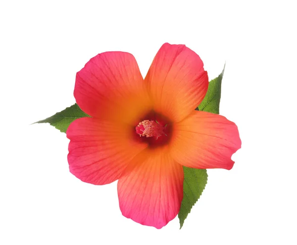 Güzel Tropikal Hibiscus Çiçek Ile Beyaz Arka Plan Üzerinde Bırakır — Stok fotoğraf