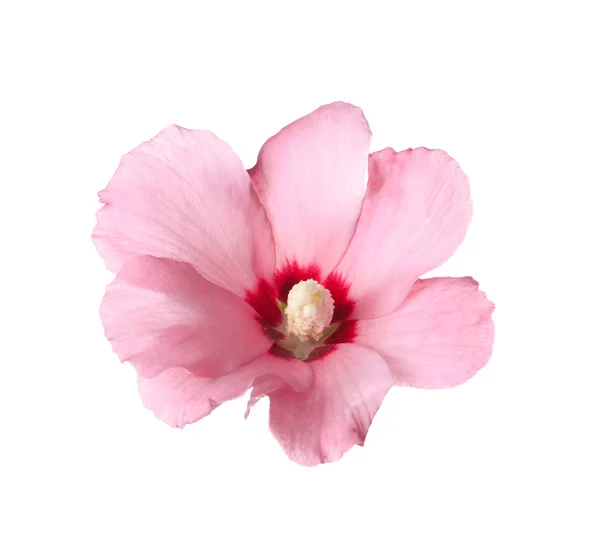 Vackra Tropiska Hibiscus Blomma Vit Bakgrund — Stockfoto