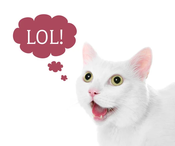 Забавна Кішка Думкою Бульбашкою Абревіатурою Lol Білому Тлі — стокове фото