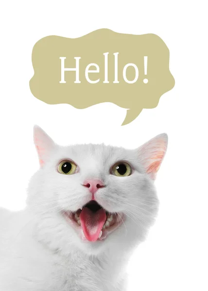 Αστεία Γάτα Συννεφάκι Ομιλίας Και Την Λέξη Hello Λευκό Φόντο — Φωτογραφία Αρχείου