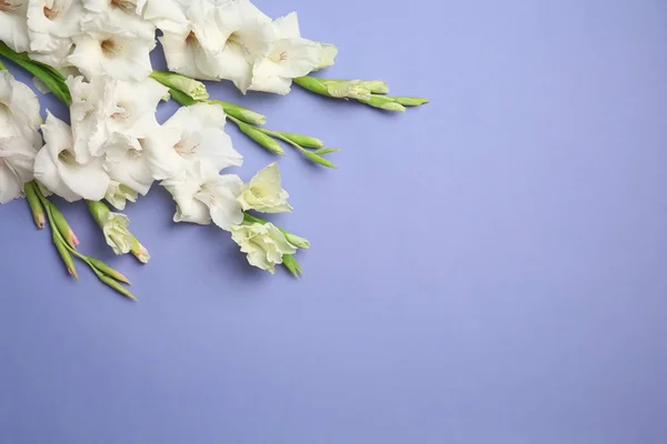 Composición Plana Con Hermosas Flores Gladiolo Sobre Fondo Color — Foto de Stock