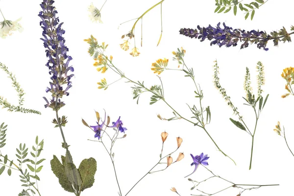 Beyaz Arka Planda Kurumuş Çayır Çiçekleri Üst Manzara — Stok fotoğraf