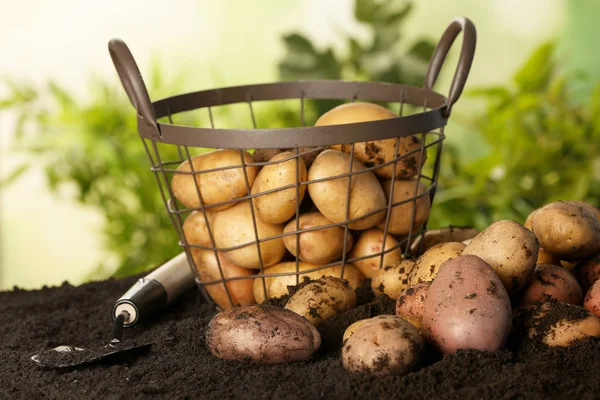 Verse Biologische Aardappelen Shovel Bodem — Stockfoto