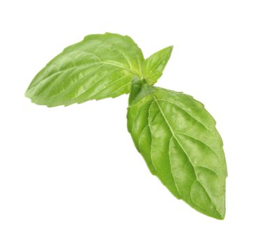 Beyaz arkaplanda taze yeşil fesleğen yaprakları