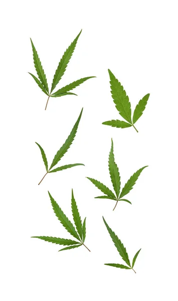 Set Green Hemp Leaves White Background — Stock Photo, Image