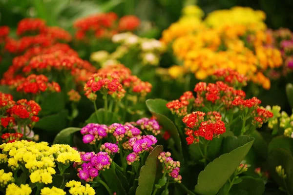 Krásné Kvetoucí Květiny Kalanchoe Closeup Tropická Rostlina — Stock fotografie