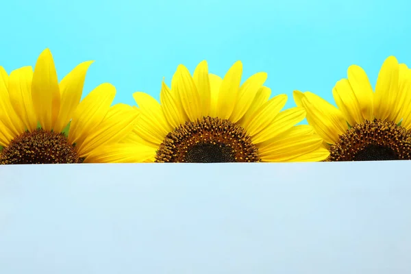 Hermosos Girasoles Brillantes Tarjeta Fondo Color — Foto de Stock