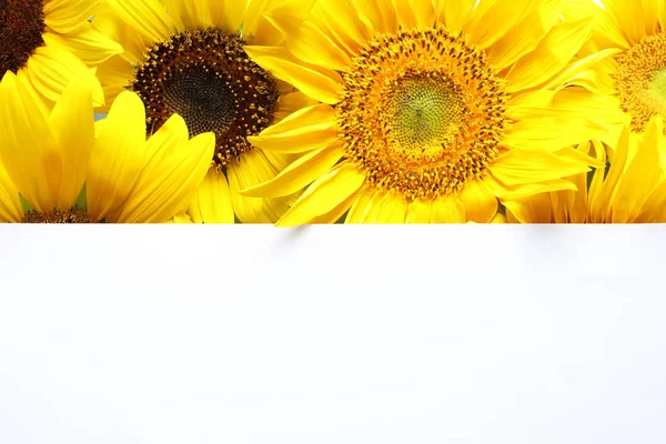Piękne Jasne Słoneczniki Karty Jako Kolor Tła — Zdjęcie stockowe