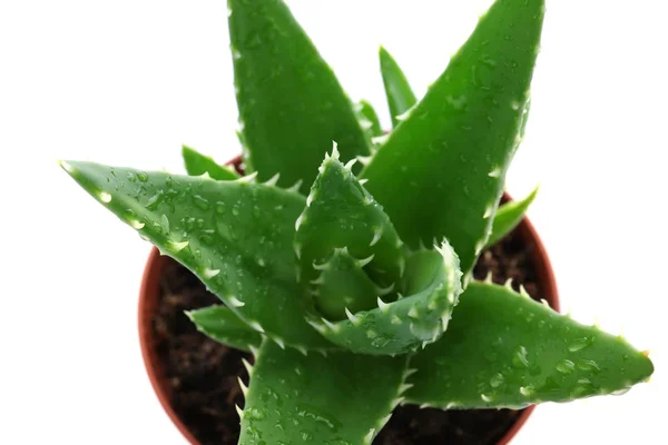 Virágcserép Aloe Vera Fehér Háttér Felülnézet — Stock Fotó