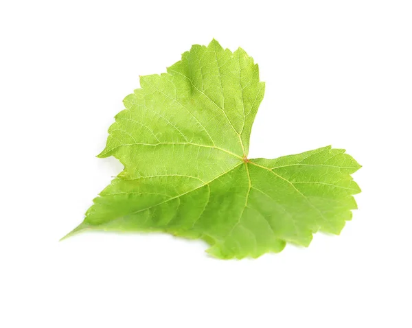 Świeże Zielone Liście Winogron Izolowane Białym — Zdjęcie stockowe