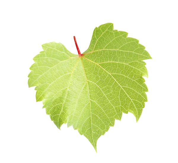 Verse Groene Druivenblad Witte Achtergrond — Stockfoto