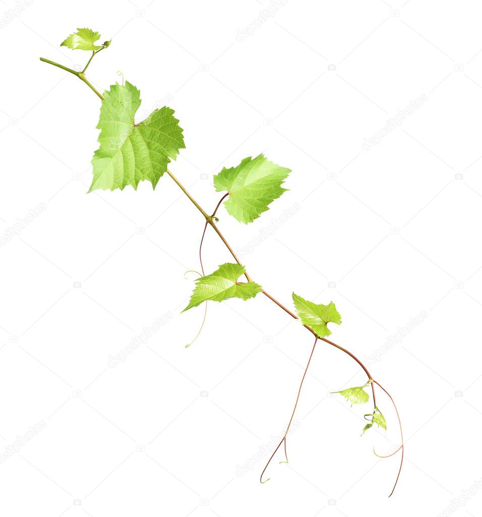 Fresh grapevine with leaves isolated on white
