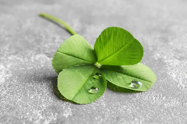 Green Four Leaf Clover Gray Background — Stock Photo, Image