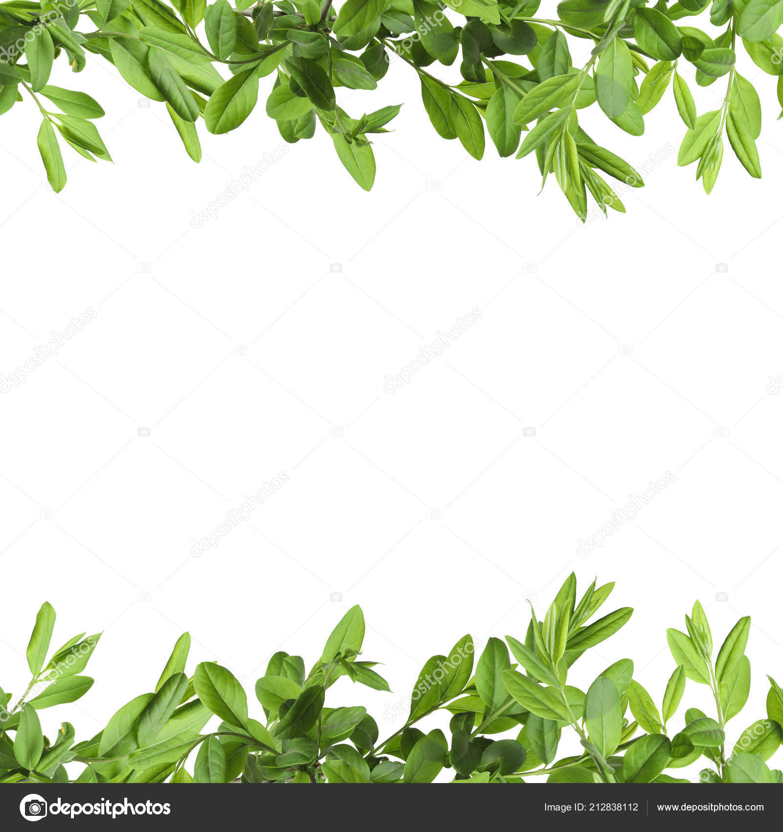 Frame Fresh Green Leaves Space Design White Background Stock Photo by