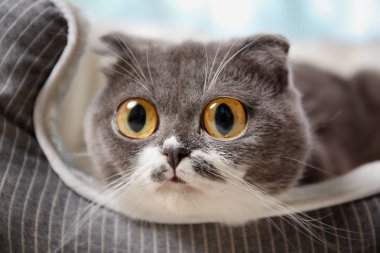 Evde beslenen hayvan yatak evde üzerinde iri gözlü komik kedi