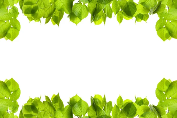 Πλαίσιο Του Νωπού Πράσινο Φύλλα Χώρο Για Σχεδίαση Λευκό Φόντο — Φωτογραφία Αρχείου