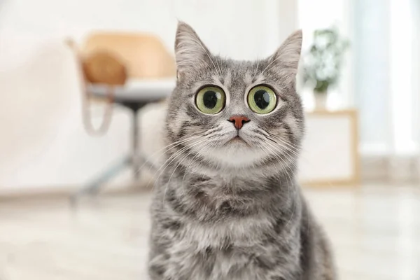 Funny Cat Big Eyes Home Cute Pet — Stock Photo, Image