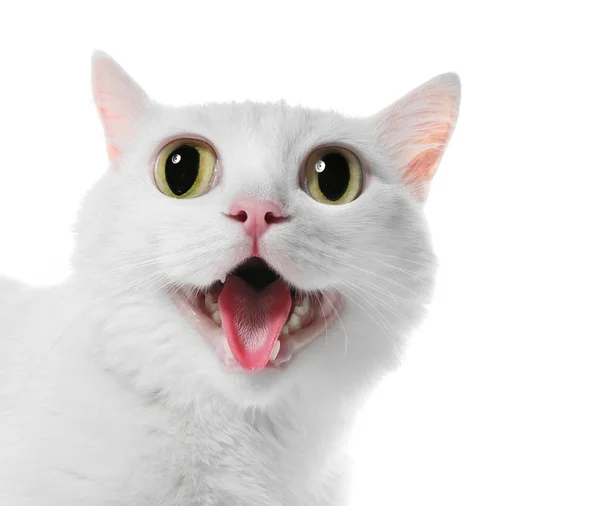 Смішний Кіт Великими Очима Білому Тлі Мила Тварина — стокове фото