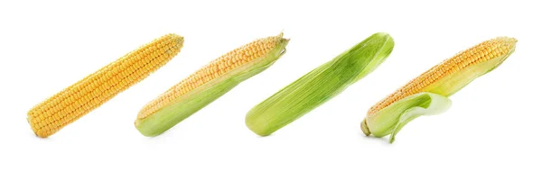 Set Delicious Corn Cobs White Background — Stock Photo, Image