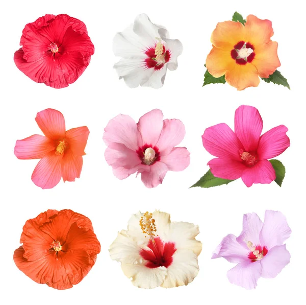 Set Met Mooie Tropische Hibiscus Bloemen Witte Achtergrond — Stockfoto