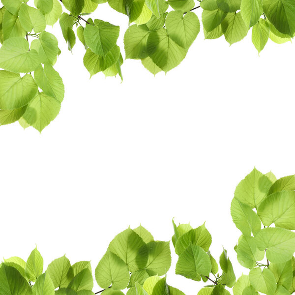 Frame of fresh green leaves with space for design on white background