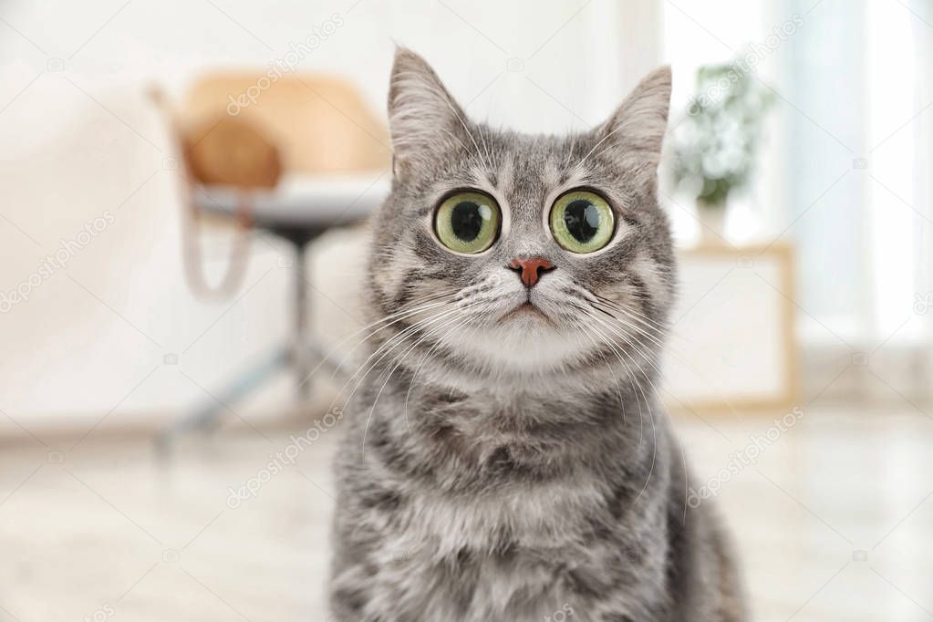 Funny cat with big eyes at home. Cute pet