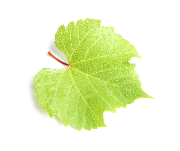 Świeży Zielony Winogron Liść Białym Tle — Zdjęcie stockowe