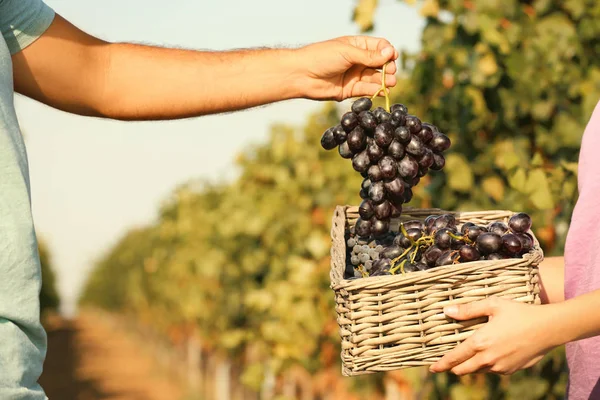 Bauern Setzen Frische Reife Saftige Trauben Korb Weinberg Nahaufnahme — Stockfoto